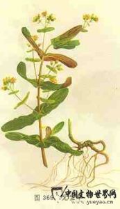 異葉元寶草 異葉元寶草