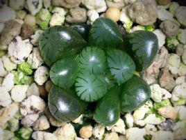 冰燈玉露 冰燈玉露