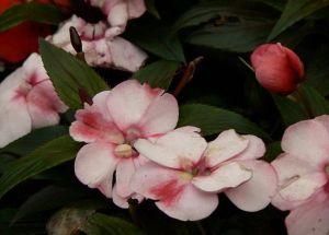 具角鳳仙花 具角鳳仙花