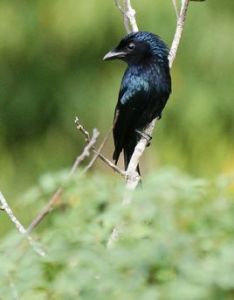 大盤尾婆羅洲亞種 大盤尾婆羅洲亞種