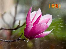 辛夷[明代陳繼儒的詩作]