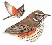 白眉歌鶇 白眉歌鶇