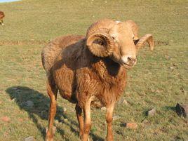 塔城巴什拜羊 塔城巴什拜羊