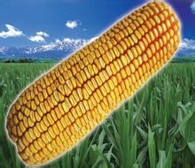 北京金色農華種業科技有限公司 北京金色農華種業科技有限公司