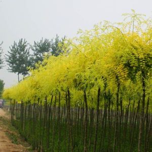 盛沄茜紫 盛沄茜紫