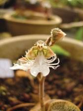 保亭金線蘭 保亭金線蘭