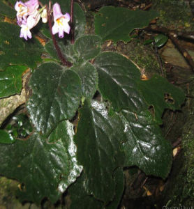 唇柱苣苔 唇柱苣苔