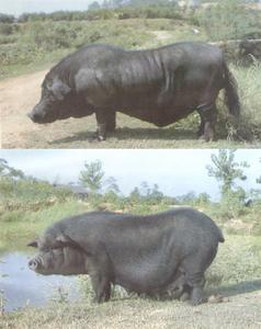 湘西黑豬 湘西黑豬