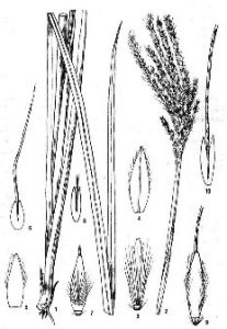 雲南金茅 雲南金茅