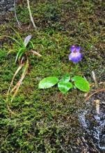 來鳳唇柱苣苔 來鳳唇柱苣苔