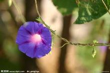 朝顏（牽牛花）