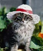 “魅力貓”圖片2