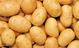 斯諾登[馬鈴薯品種]