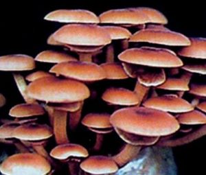 楊樹菇高產栽培