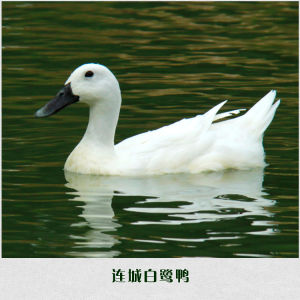 連城白鶩鴨 連城白鶩鴨