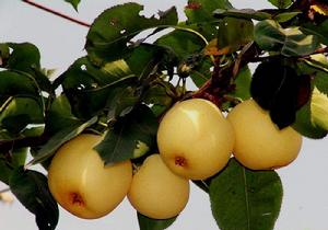 廣安蜜梨 廣安蜜梨