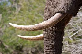 象牙[雄性大象的獠牙]