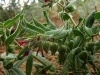 假狼紫草 假狼紫草