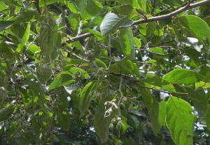 小葉安息香 小葉安息香