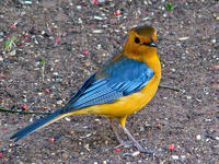 紅頂歌鵖 紅頂歌鵖