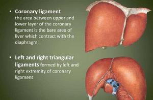 冠狀韌帶 冠狀韌帶