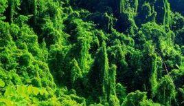 景谷茶山 景谷茶山