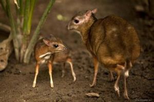 爪哇鼷鹿 爪哇鼷鹿