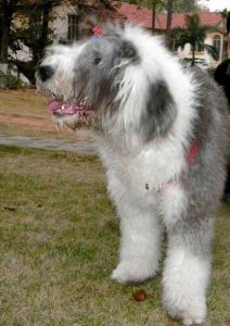 古典英國牧羊犬