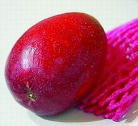 愛文芒果 愛文芒果