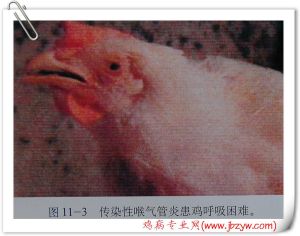 傳染性喉氣管炎 傳染性喉氣管炎