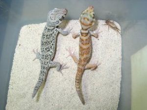 吐魯番沙虎 吐魯番沙虎