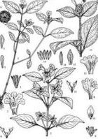 海南黃猄草 海南黃猄草