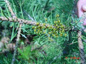 帶嶺新松葉蜂 帶嶺新松葉蜂