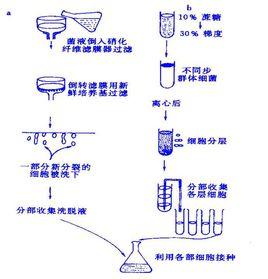 同步培養 同步培養
