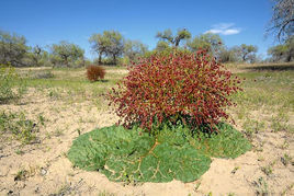 圓葉大黃 圓葉大黃