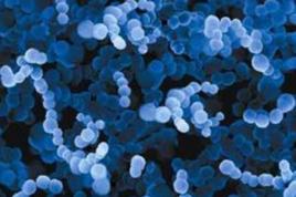 寵物益生菌 寵物益生菌