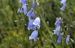 多毛沙參 多毛沙參