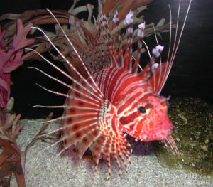 鱗胸紅娘魚 鱗胸紅娘魚