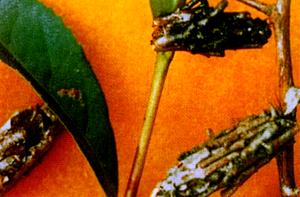 茶樹茶蓑蛾 茶樹茶蓑蛾