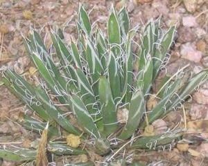 龍舌蘭花 龍舌蘭花