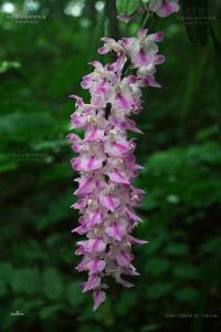 指甲蘭屬 指甲蘭屬