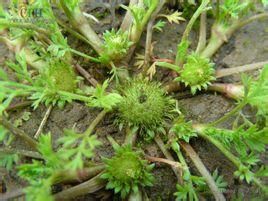 裸柱菊屬 裸柱菊屬