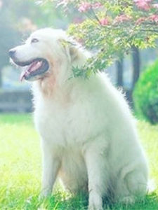 義犬報火警 義犬報火警