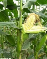 華美甜8號 華美甜8號