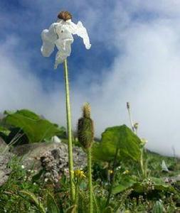 五脈綠絨蒿(原變種) 五脈綠絨蒿(原變種)