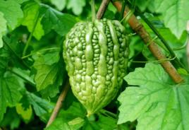 杜阮涼瓜 杜阮涼瓜