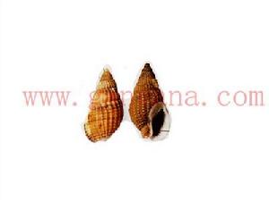 綱目織紋螺 綱目織紋螺