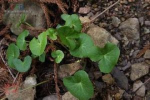 膜葉驢蹄草 膜葉驢蹄草