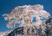轎子雪山