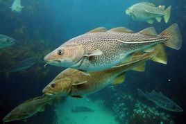 巴哈馬鋸鯊 巴哈馬鋸鯊